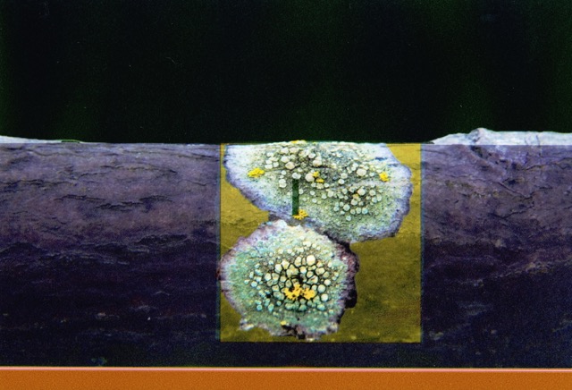 Loading Image